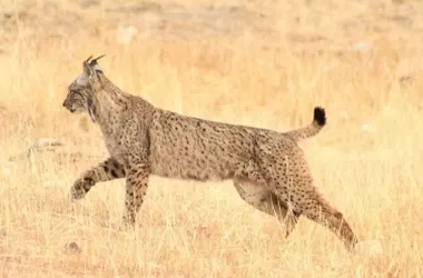 El Lince Ibérico Alcanza Cifra Récord y Continúa Expandiéndose en la Península