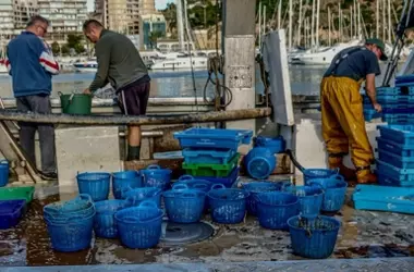 La Pesca Española Bajo el Azote del Cambio Climático y la Pugna por el Océano