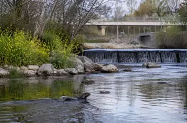 Un logro ecológico sin precedentes: nutrias avistadas en el río Manzanares de Madrid tras medio siglo de ausencia
