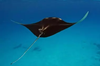 Un Regreso Esperanzador: La Recuperación Histórica de las Rayas en el Mediterráneo Balear