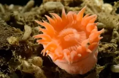 El Ártico: Un Tesoro Oculto de Especies Marinas Inéditas