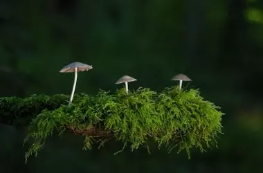 Un Bosque Sorprendente Emerge en el Antiguo Embalce de Kajovka, Ucrania, Tras el Desastre