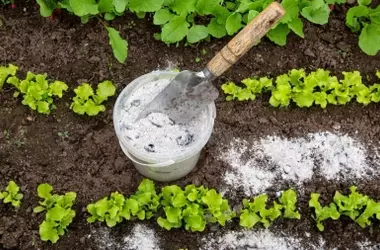 Cenizas de madera: un recurso natural para enriquecer tus cultivos