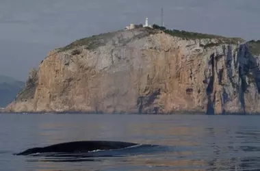 Temporada de ballenas en Dénia: Avistamientos extraordinarios y un llamado a la conservación