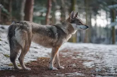 La delicada situación del lobo ibérico: Amenazas y estrategias para su supervivencia