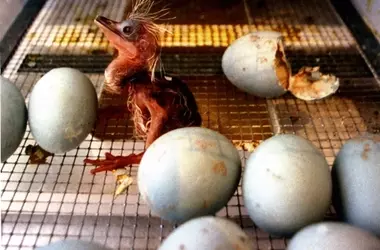 Los huevos de aves silvestres revelan la contaminación ambiental