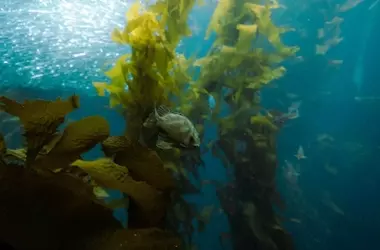 Cataluña impulsa la restauración marina más grande de su historia para salvar ecosistemas vitales