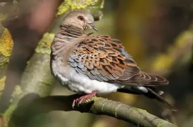 La Desconexión Política-Científica Amenaza a la Fauna Ibérica