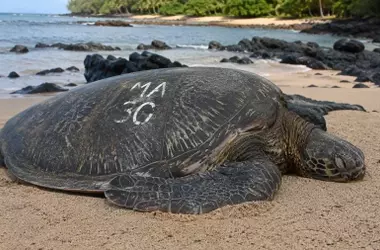 Un Proyecto de Ciencia Ciudadana Salva Tortugas Marinas en Hawái: Marcas en Caparazones no Eran Grafitis
