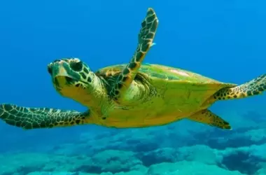 Un Triunfo de Conservación: 39 Tortugas Marinas Regresan al Mar en Palma de Mallorca