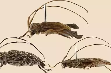 Nuevas especies de escarabajos longicornios reveladas en la Amazonía peruana