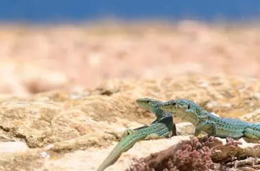 Alerta en Ibiza: La serpiente invasora que amenaza el ecosistema de la isla, afectando a la lagartija autóctona y generando advertencias turísticas