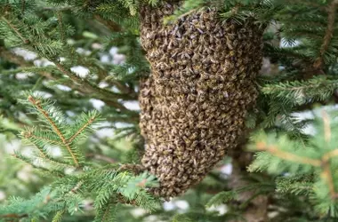 La Red Nacional de Apicultores y Ciudadanos Rescata Miles de Abejas en España