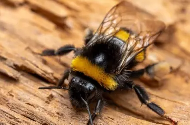 Los Abejorros Desafían la Percepción Científica de la Inteligencia Animal