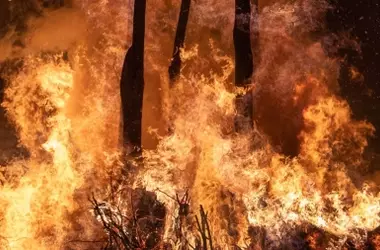 Grandes Incendios en España: Claves para Entender la Terminología y Gestión Forestal