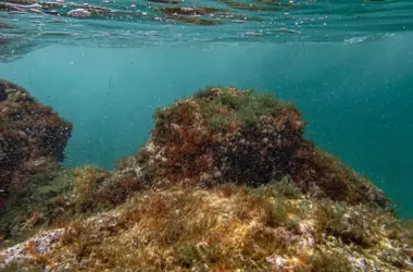 La Batalla de Europa por Sus Bosques Submarinos: Científicos Exigen Protección Urgente de las Praderas Marinas