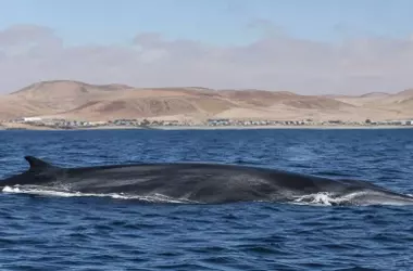 El renacimiento de los gigantes marinos: ballenas azules y rorcuales comunes resurgen en el Atlántico Sur