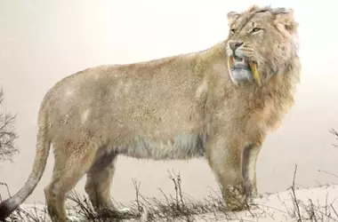 Secretos Desvelados: Las Sorprendentes Distinciones Entre Leones de las Cavernas y Felinos Actuales