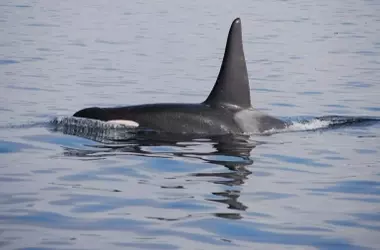 La orca ibérica: una lucha por la supervivencia en un Estrecho de Gibraltar en constante cambio