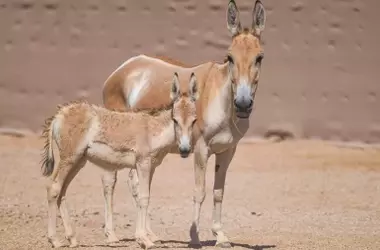 Un Onagro Persa Renace en Arabia Saudita tras un Siglo de Ausencia