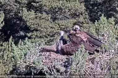El Buitre Negro de Guadarrama: Un Fenómeno de Conservación al Borde de su Primer Vuelo