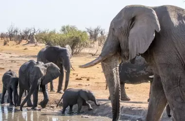 La sabidur￭a de los ancianos en la naturaleza: una "memoria viva" esencial para la supervivencia de las especies