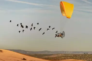 Reconocimiento a la Ciencia y la Naturaleza: Fotograf￭a de Ibis Eremitas en Jaén Gana Prestigioso Premio Nature