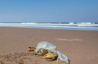 La invasión silenciosa: El plástico ahoga a miles de especies marinas