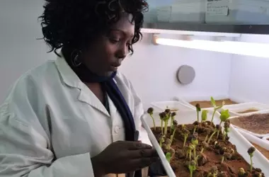Árboles africanos: Solución contra el hambre y el cambio climático
