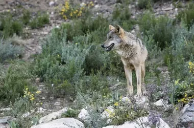 Debate Científico: La Reubicación de Lobos del Norte al Sur de España no es la Solución