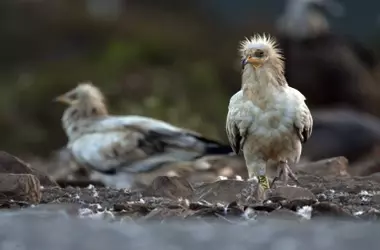Impacto del parapente en la reproducción del alimoche en Euskadi: un debate sobre la coexistencia entre ocio y conservación