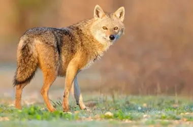 La Expansión del Chacal Dorado en la Península Ibérica: Un Nuevo Escenario Ecológico