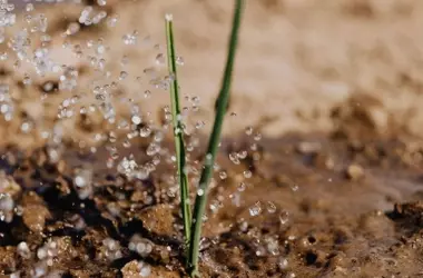 La Transformación Sostenible de la Agricultura Española a través del Agua Regenerada