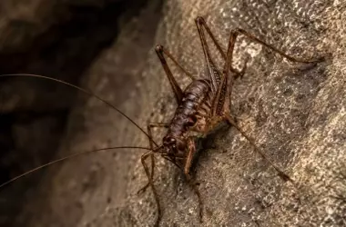 Descubrimiento Asombroso en una Cueva Griega: Una Nueva Especie de Grillo Bautizada en Honor a Tolkien