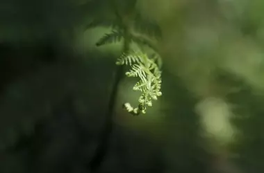 El Consumo Hídrico Forestal en la España Peninsular Aumenta Significativamente