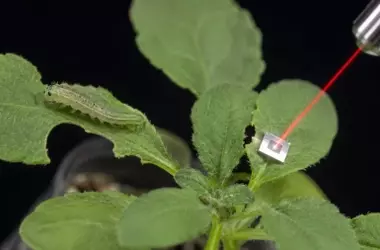 Plantas: Escuchando el Peligro y Activando Defensas Inesperadas