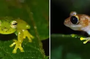 Alarmante Disminución del 67% en Especies de Anfibios en la Reserva Natural La Planada