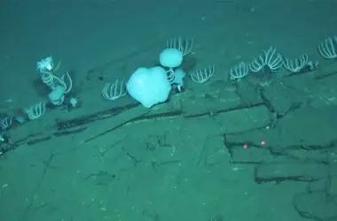 Un Vasto Santuario Submarino: El Enigma del Cementerio de Ballenas en el Océano Índico