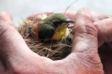 Hallazgo de polluelos: ¿intervenir o no? Expertos en aves urbanas ofrecen guía