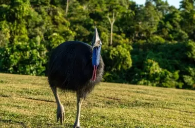 El misterioso resplandor del casuario: una nueva visión del ave más cautelosa del mundo