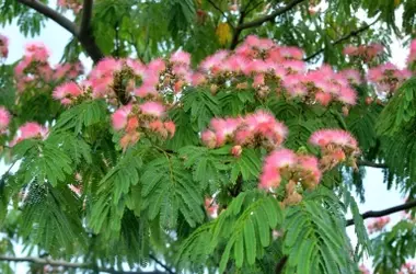 El Árbol de la Seda: Un Espectáculo Botánico con Flores Perfumadas y Resistencia Sorprendente