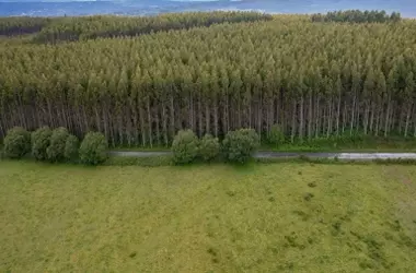 El Impacto Devastador de los Eucaliptos en la Biodiversidad Aviar de España