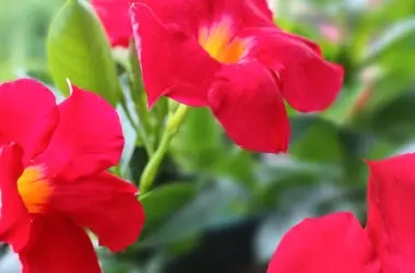 La Dipladenia: La Nueva Estrella de Balcones Resistentes al Calor y de Bajo Mantenimiento