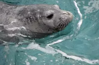 La Foca Monje: Un Símbolo del Mediterráneo que Lucha por su Supervivencia