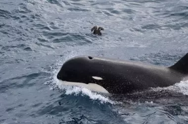 Descubrimientos Asombrosos sobre la Orca Tipo D tras Dos Décadas de Investigación
