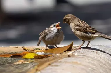 Protocolo de Actuación ante el Hallazgo de Crías de Aves en el Suelo