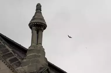 Halcones Migran a París: Un Refugio Urbano ante la Amenaza de Pesticidas