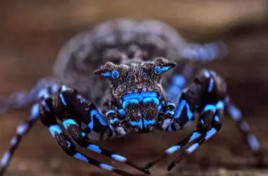 Descubierta una Araña Cangrejo Fluorescente Azul en la Remota Meseta de Lisima, Angola: Un Tesoro de Biodiversidad Brillante