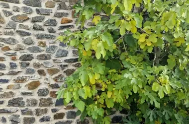 Ficus y Serpientes: Precauciones para Jardines Mediterráneos