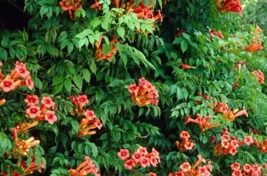 La Bignonia: Una Alternativa Resistente y Vibrante para el Jardín